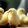 chicks