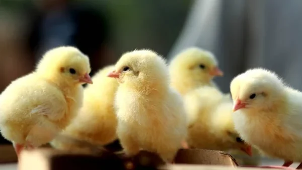 chicks