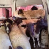 16 stolen sheep found in Quantum