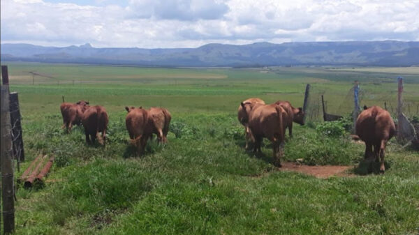 Farm Manager Jailed For Selling Stolen Livestock At Auction Image:TimesLive